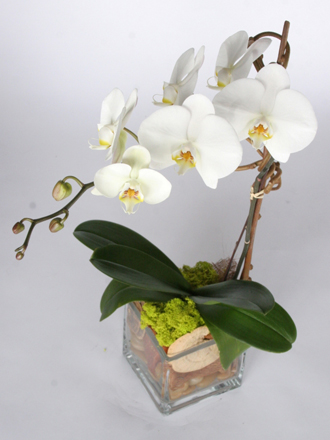other plants, orchid and plants, white orchid